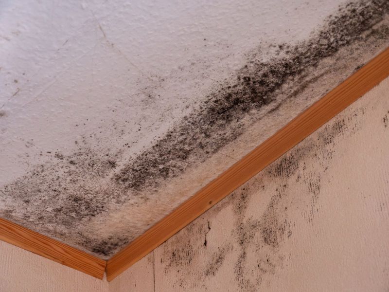 Mold Remediation: Your Path to a Healthier Home