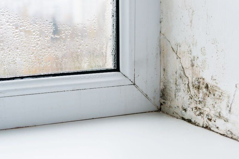 The Hidden Dangers of Mold Damage in Your Home