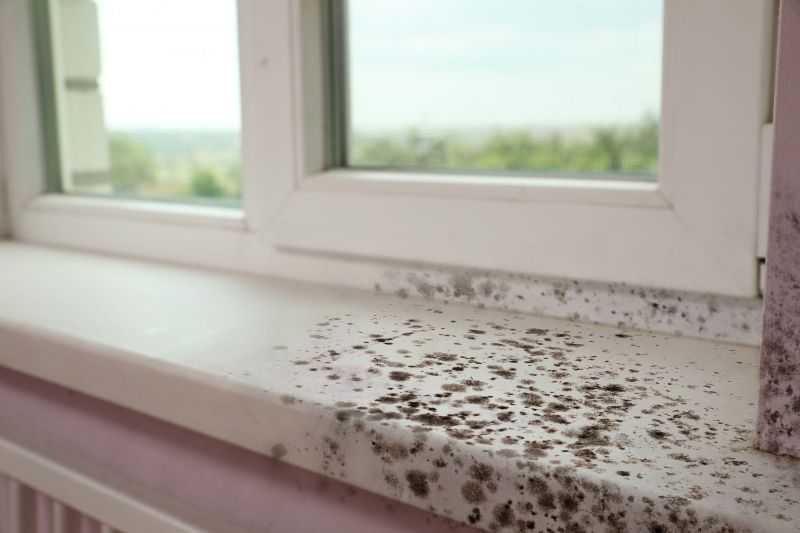 Mold Remediation Explained: What You Need to Know