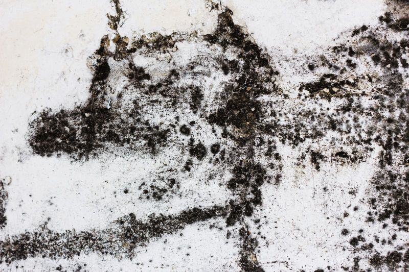 The Hidden Threat: Unveiling the Dangers of Mold Infestations