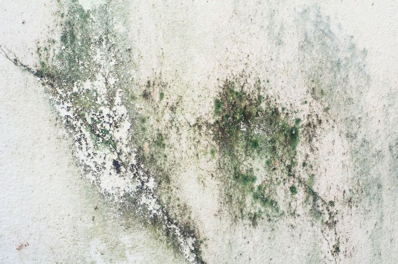 Mold Prevention 101: A Guide to Mold-Free Living