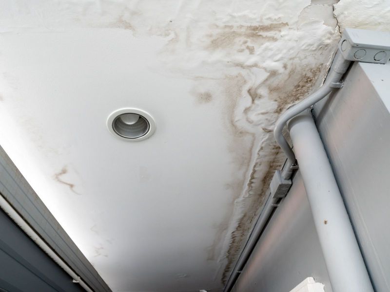 Mold Myths vs. Reality: Dispelling Common Misconceptions