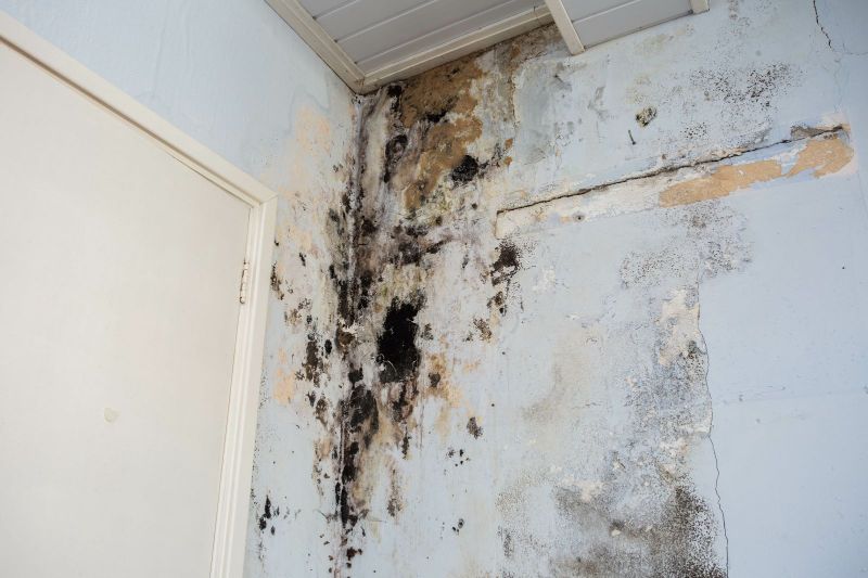 The Health Risks of Mold Exposure and How to Protect Your Family