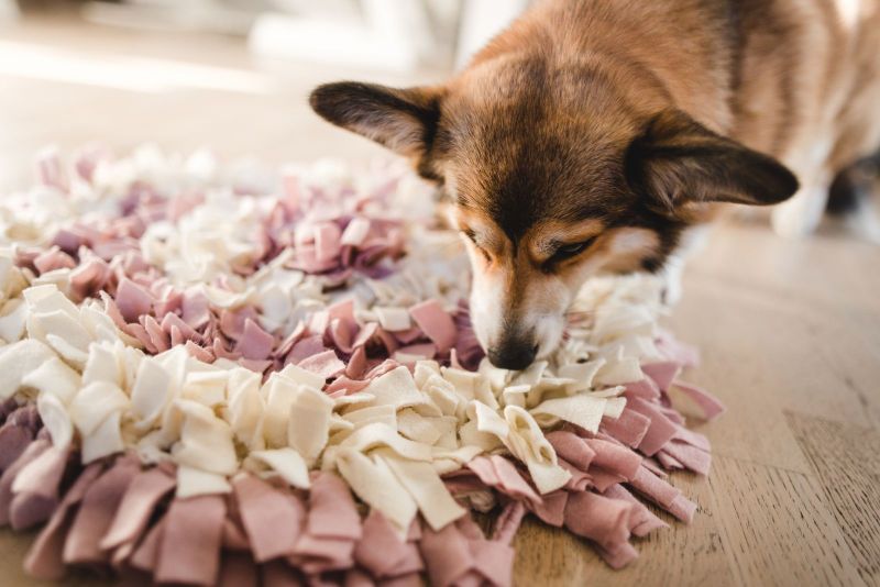 Pet odors in home? Treat them now.